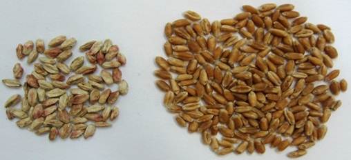 фузариоз пшеницы