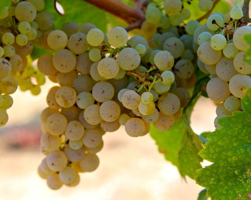 Сорт винограда рислинг: почему вина на его основе имеют уникальный вкус, цвет и аромат