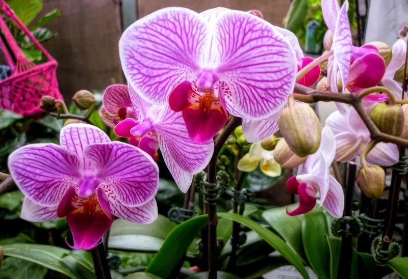 Почему орхидею иногда полезно поливать раствором перекиси водорода