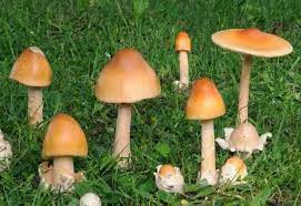 Шафрановый поплавок (Amanita crocea) / съедобные грибы, ягоды, травы