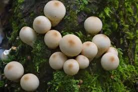 Черноплодные белые грибы (Bovista): где растут, когда собирать, виды, фото