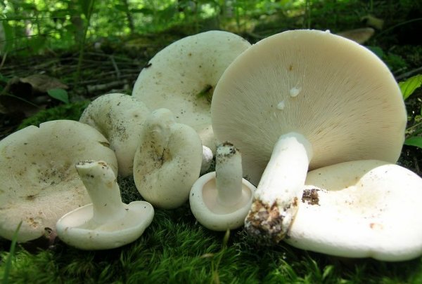 Сушеные грибы: виды и описание