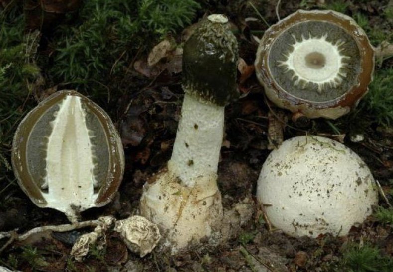 Яйца грибов Лекарственное использование грибов Как их принимать. Удивительные свойства грибковых клеток. Что такое целлюлозные грибы