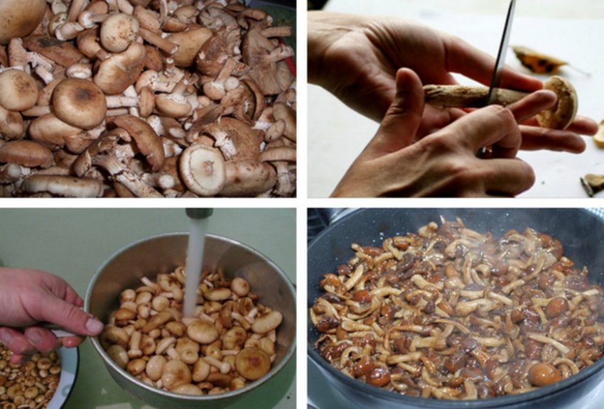 Как заморозить буковые грибы на зиму: как приготовить, можно ли их сырыми