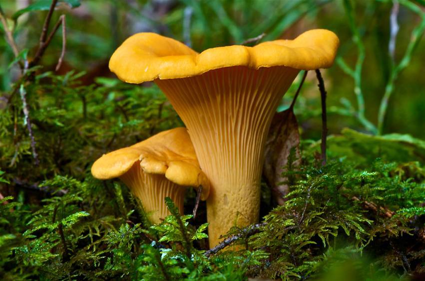 Лисички (грибы) - описание, виды, где растут, свойства, фотографии.