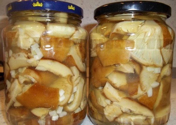 Шапочный гриб: фото и описание, как отличить от поганки, как приготовить