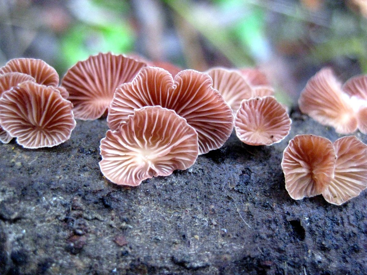 Интересный гриб - мягкий крепидот | Природа Карелии | дзен