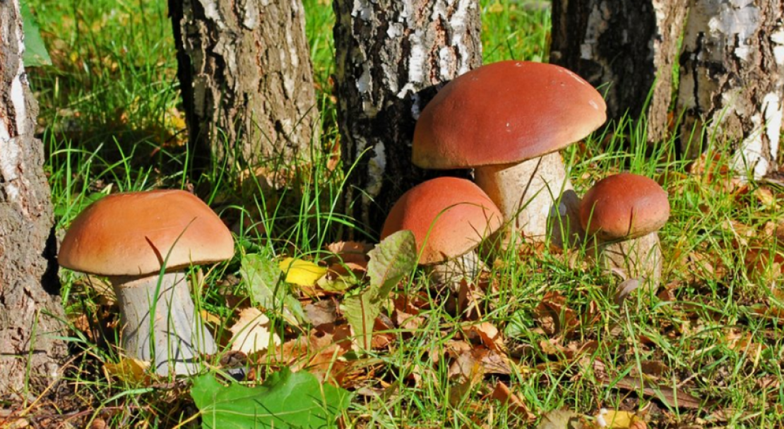 Белые грибы: где растут и когда их собирать, в какое время года искать в лесу