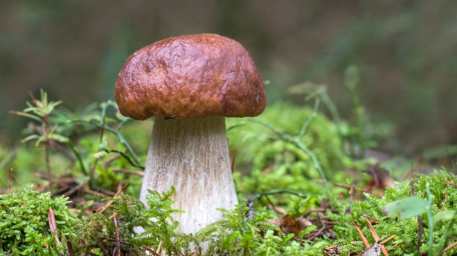 Эксперт рассказал, какие грибы лучше собирать в августе