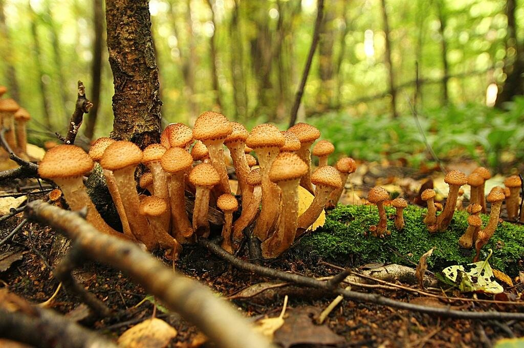 Осенние грибы. Варианты. Полезные и вредные свойства | в КУЗОВКЕ | дзен