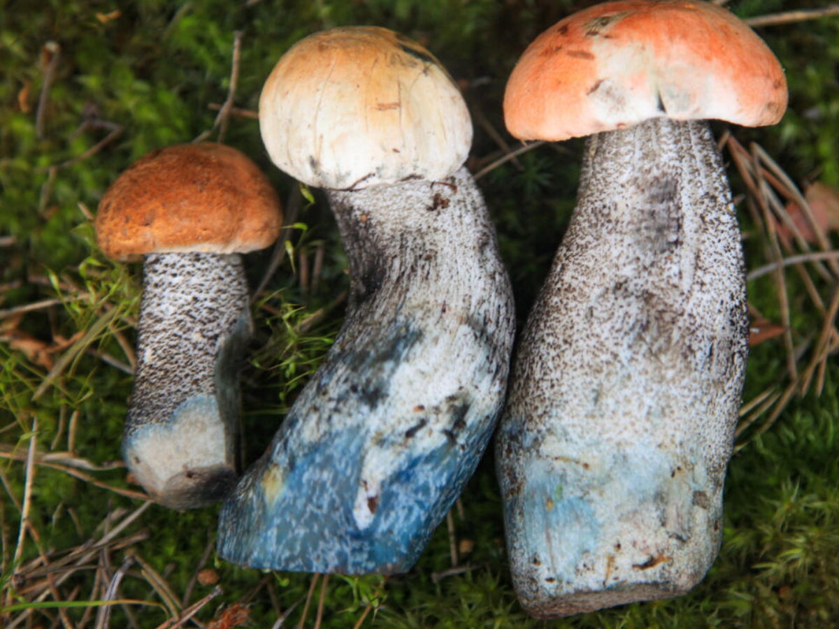 10 съедобных грибов, которые синеют при разрезании. | Типичный Грибник | дзен