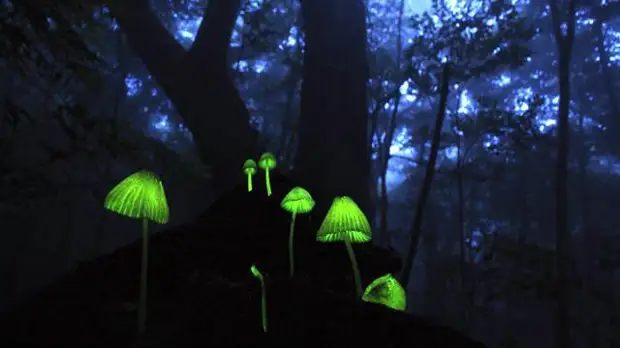 Таинственное великолепие светящихся грибов
