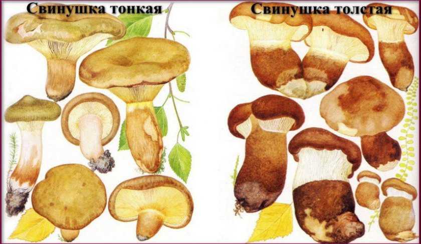 Съедобные и несъедобные грибы: основные отличия благородных сортов от их ядовитых собратьев