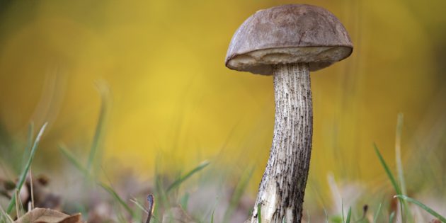 Как узнать, съедобен гриб или нет: настоящий и подберезовик