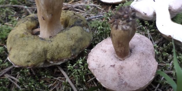 Как узнать, съедобен гриб или нет: белые и желчные грибы