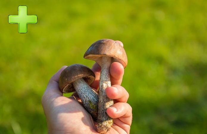 Польза и вред грибов - AgroPortal.ua