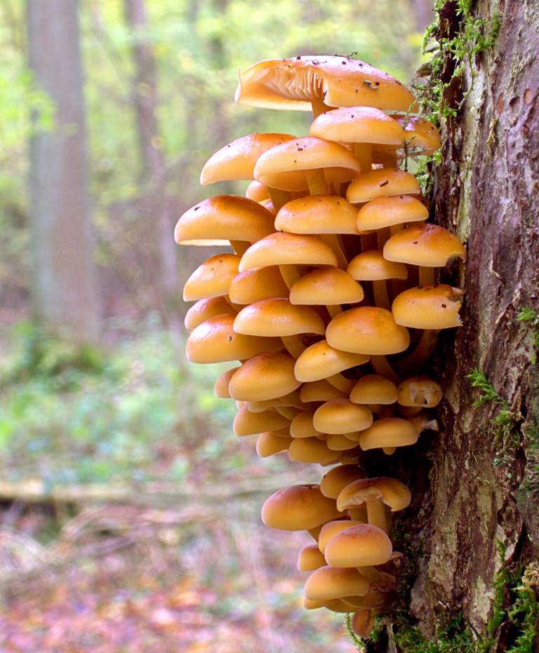 Съедобные грибы, похожие на опята Фото - Телеграф