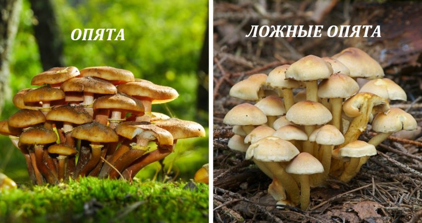 Съедобные грибы и ложные грибы: описание, как отличить съедобные и несъедобные, ядовитые