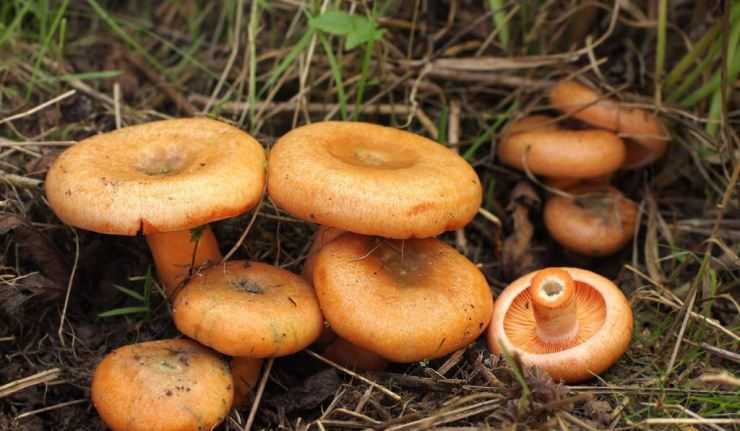 Рыжики и лисички: отличия, как выглядят грибы на фото