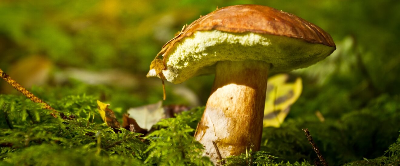 Читайте: Как собирать и выбирать съедобные грибы – советы по выбору в журнале «Маркет